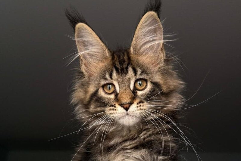 Yrolika Maine Coon female black tabby - live animals