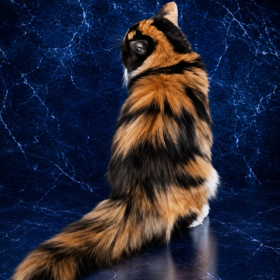 Olympia Persian female, black tortie bicolour