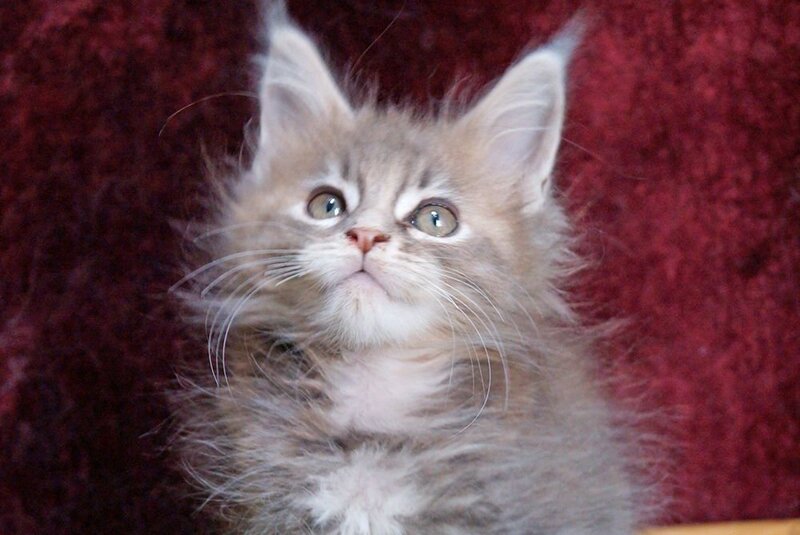 Ofeliya Maine Coon female blue tortie silver tabby - live animals