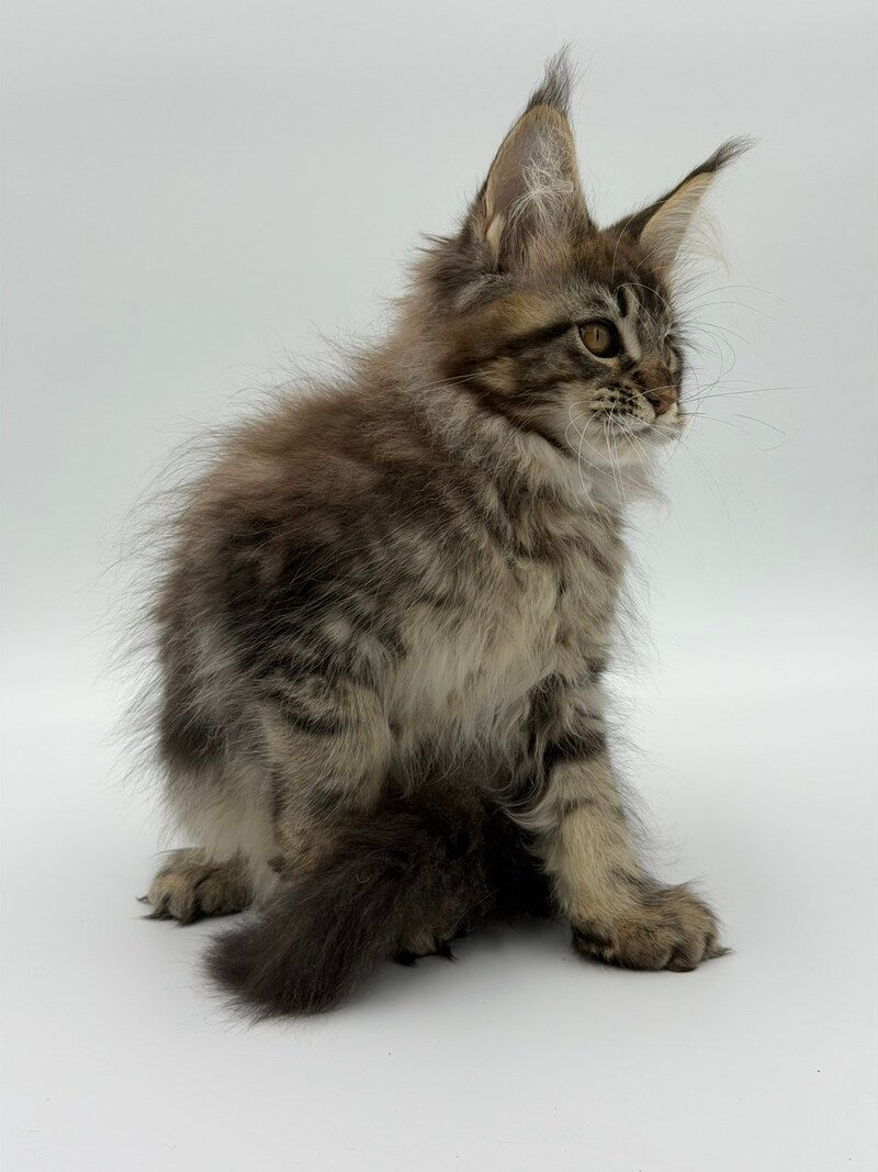 Katran Maine Coon male black tabby - live animals