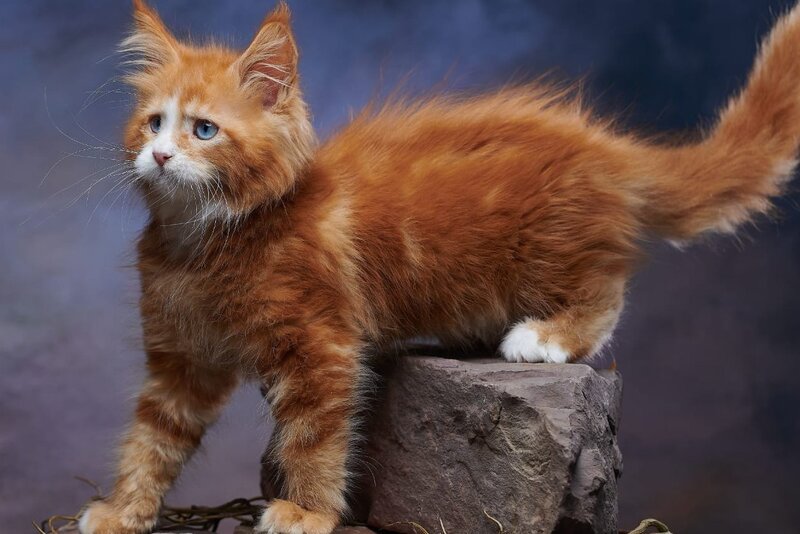 Dexter Maine Coon male, red tabby bicolour
