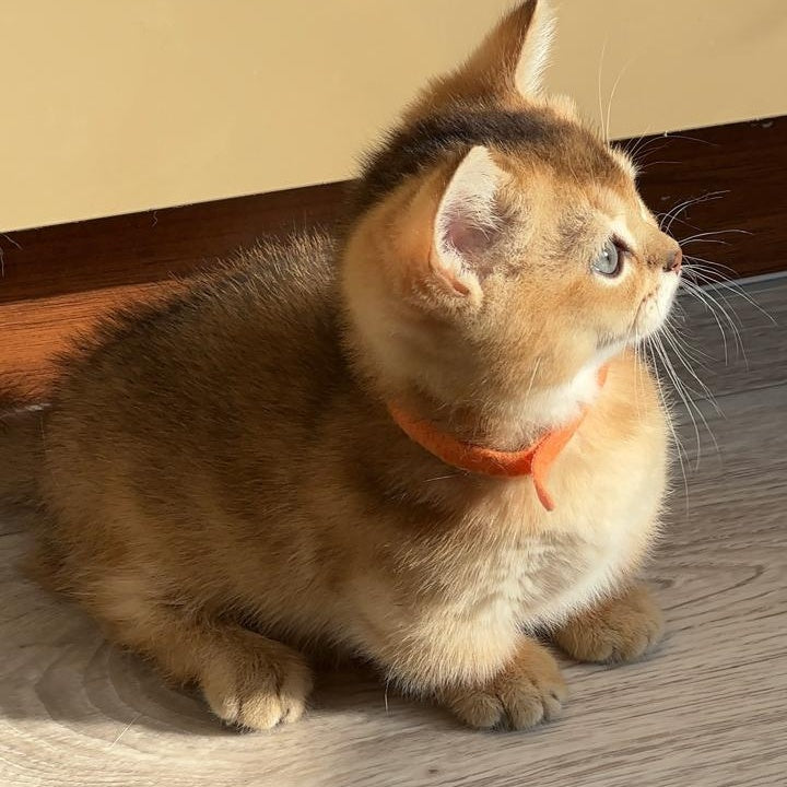 Nikos Scottish Straight male, black golden ticked tabby