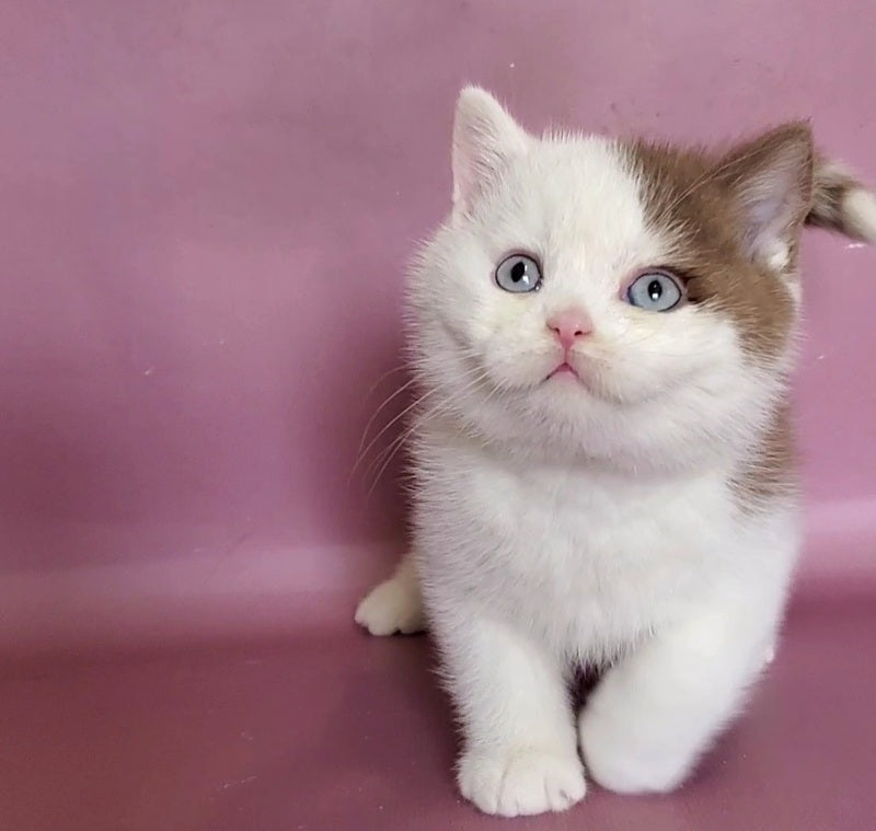 Vito British Shorthair male, cinnamon bicolour