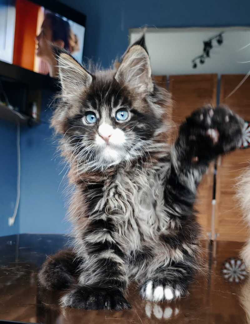 Pandora Maine Coon polydactyl female, black tabby with white