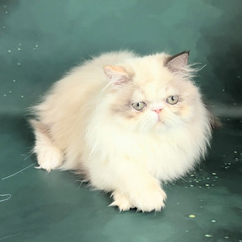 Nelli Persian female, blue tortie pointed bicolour