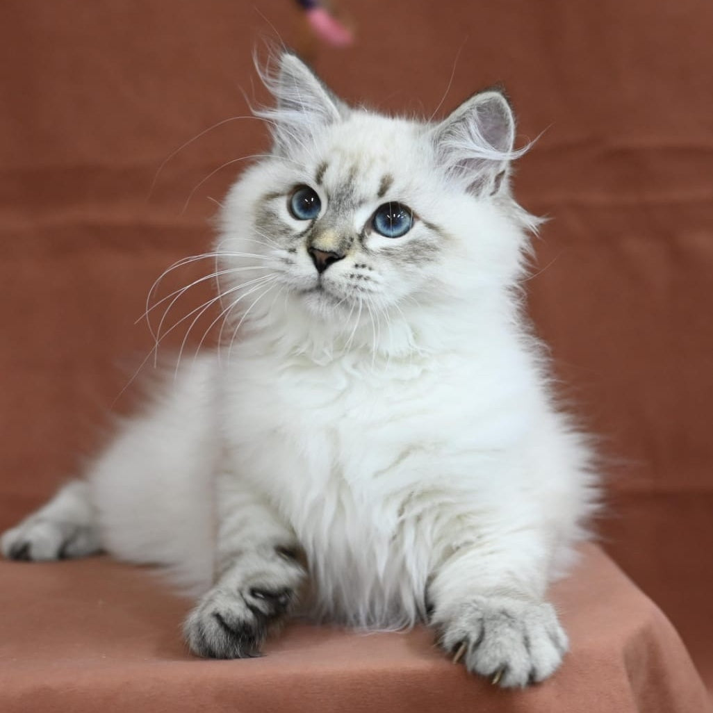 Kim Siberian male, seal tabby pointed