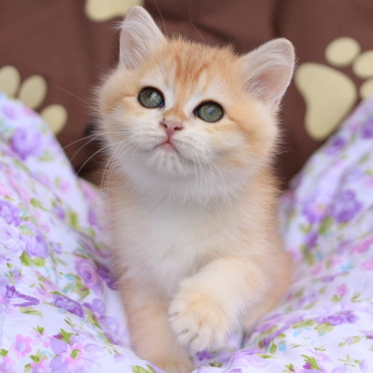 Ruby British Shorthair female, black golden chinchilla