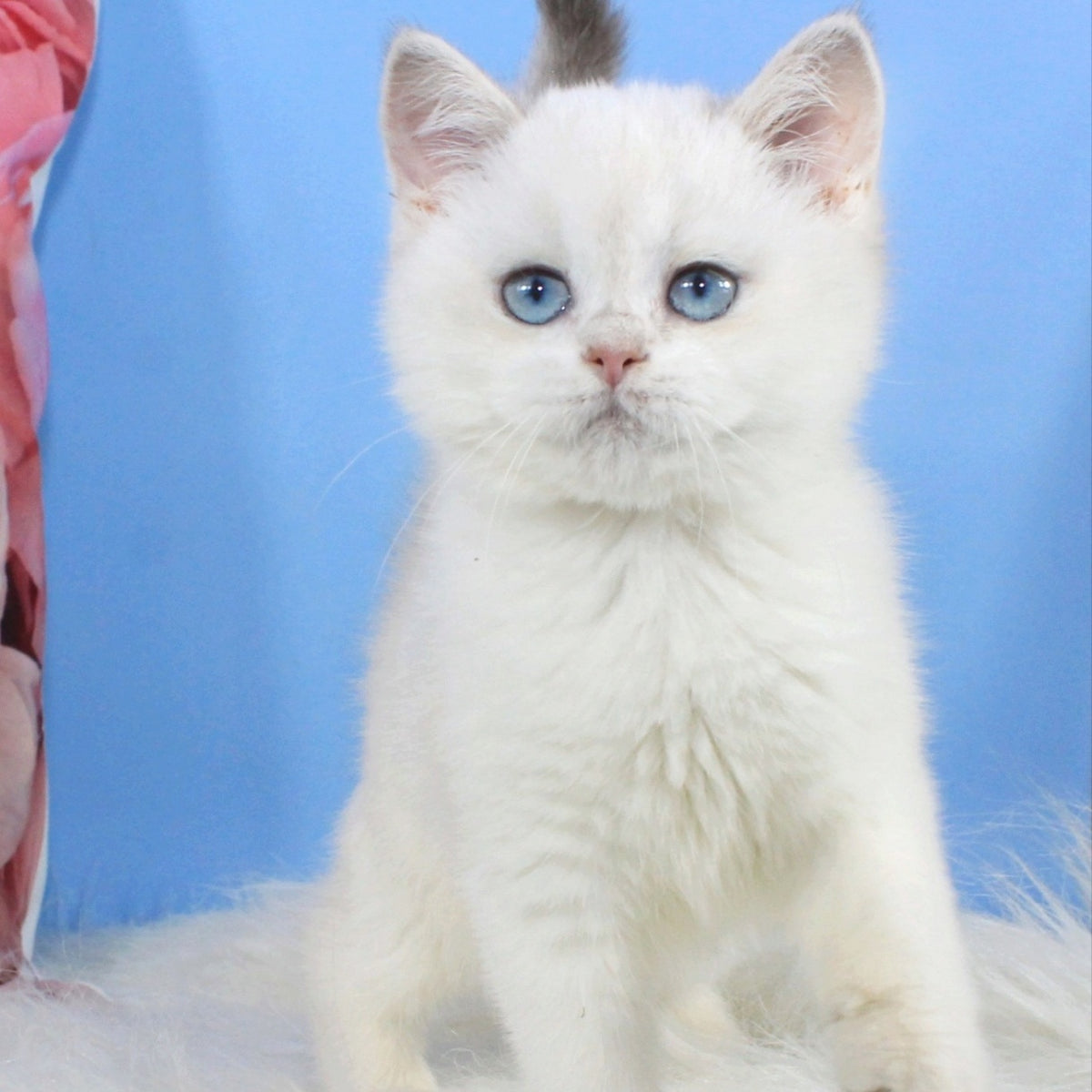 Tiffany British Shorthair female, blue golden shaded pointed