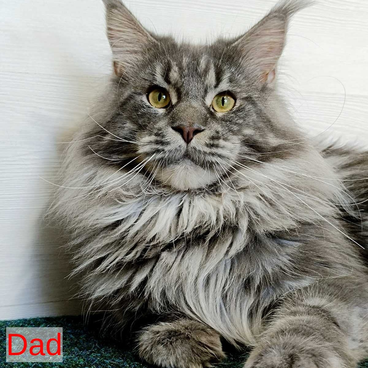 Quester King Maine Coon male, blue tabby