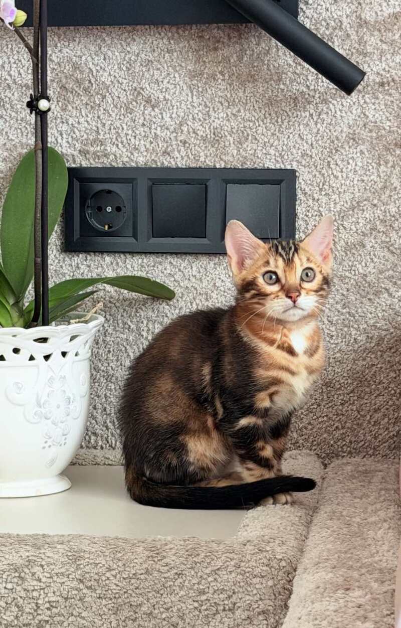 Bazzi Bengal male black tabby - live animals