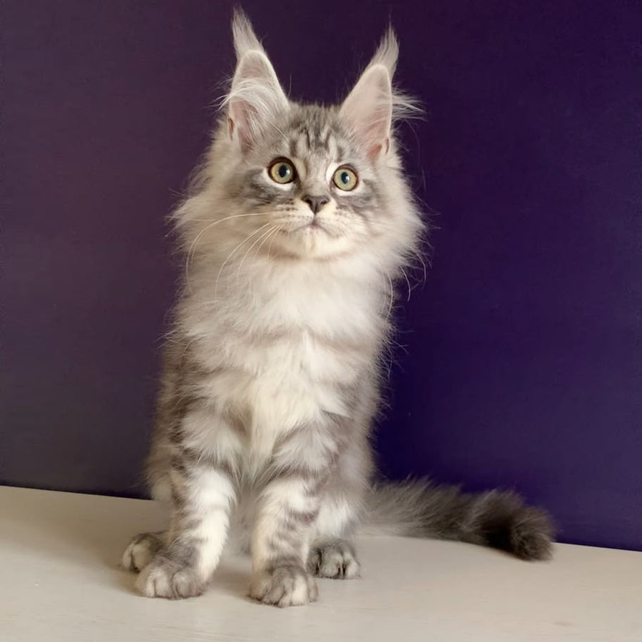 Madagascar Maine Coon male, black silver tabby