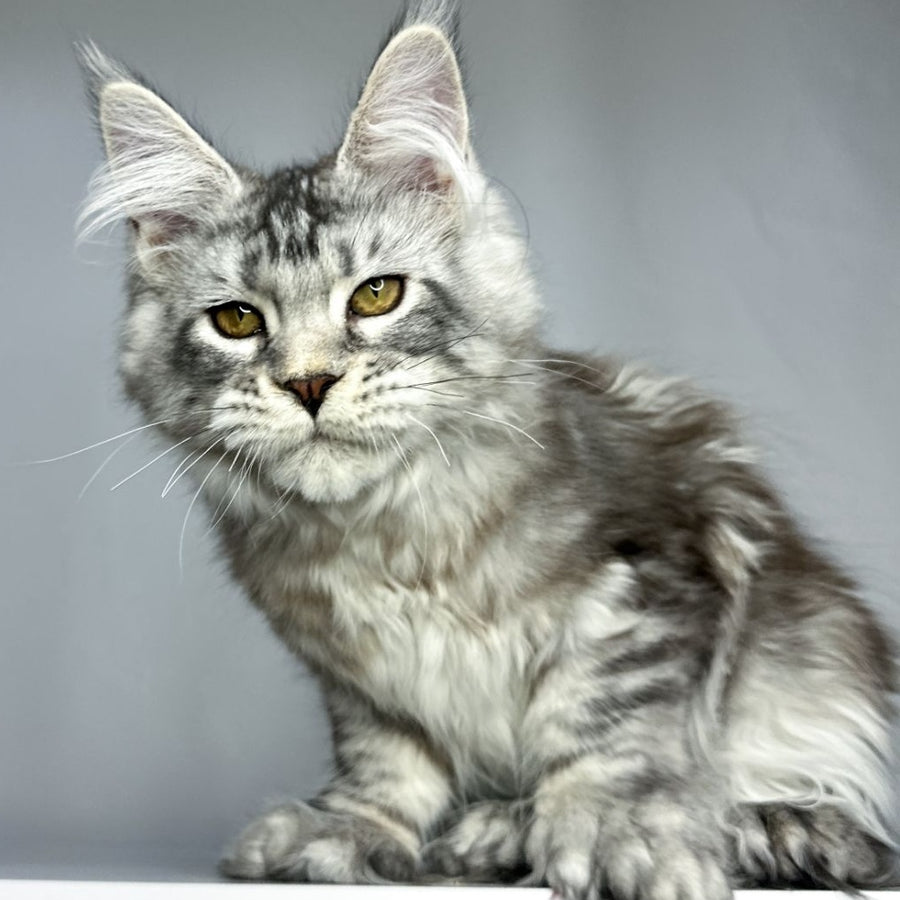 Bekka Maine Coon polydactyl 5x6x6x6 female, black silver tabby