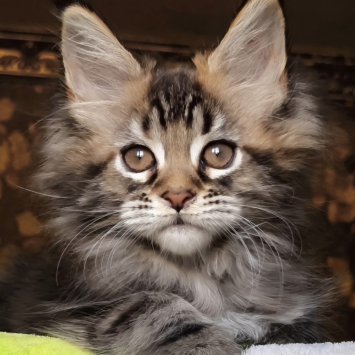 Iriska Maine Coon female, black tortie tabby