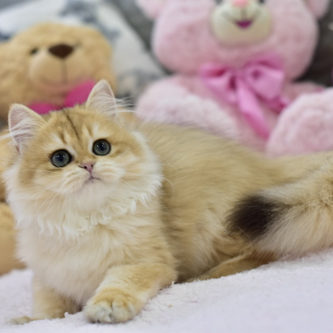 Jessy British Longhair female, black golden chinchilla