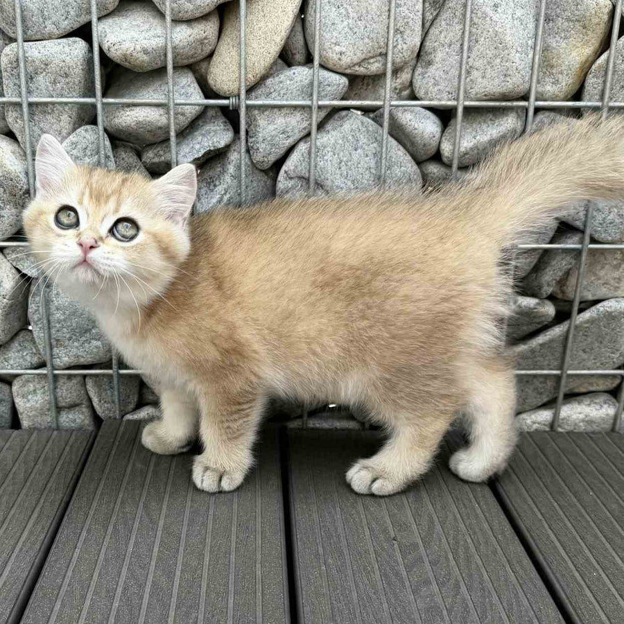Kabachok British Shorthair male, black golden shaded