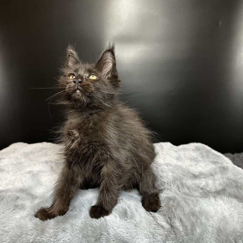Barcelona Maine Coon female black - live animals