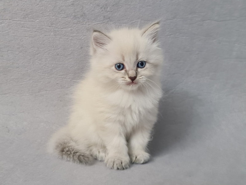 Angel Siberian male blue tabby pointed - live animals