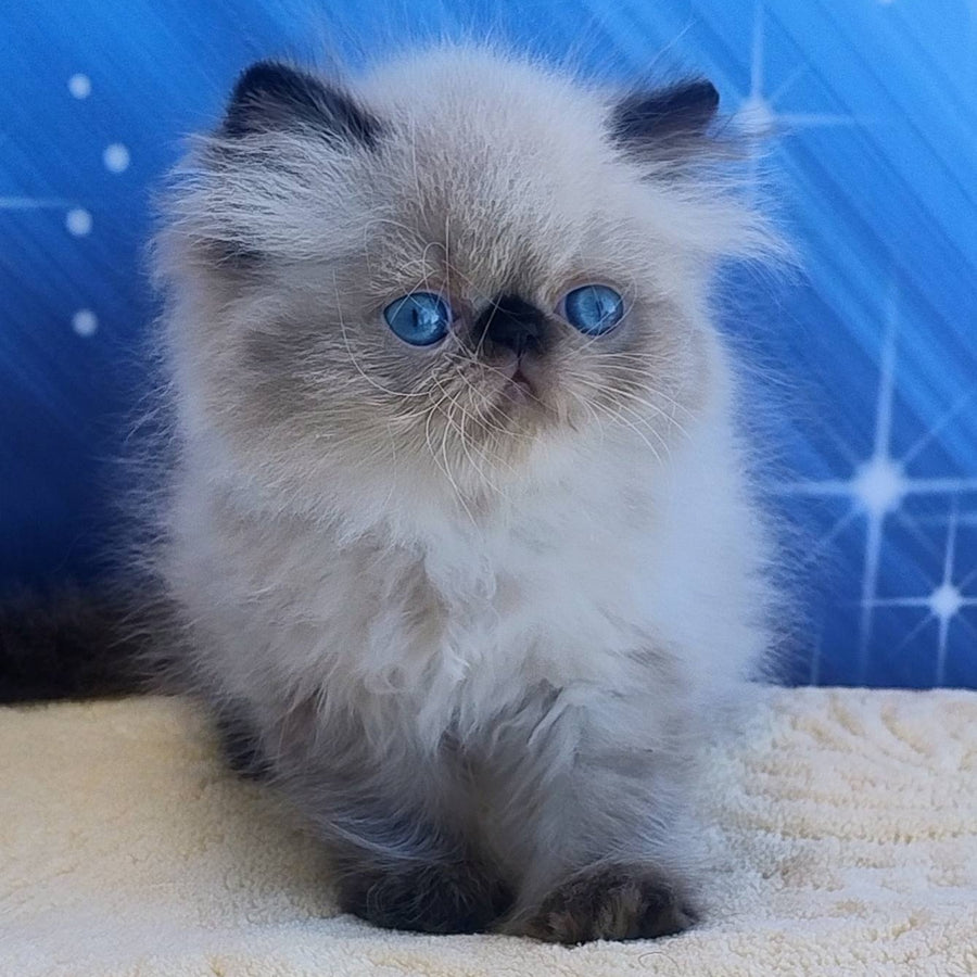 Elsie Persian female, black pointed