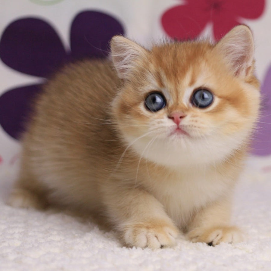 Aurora British Shorthair female, black golden chinchilla
