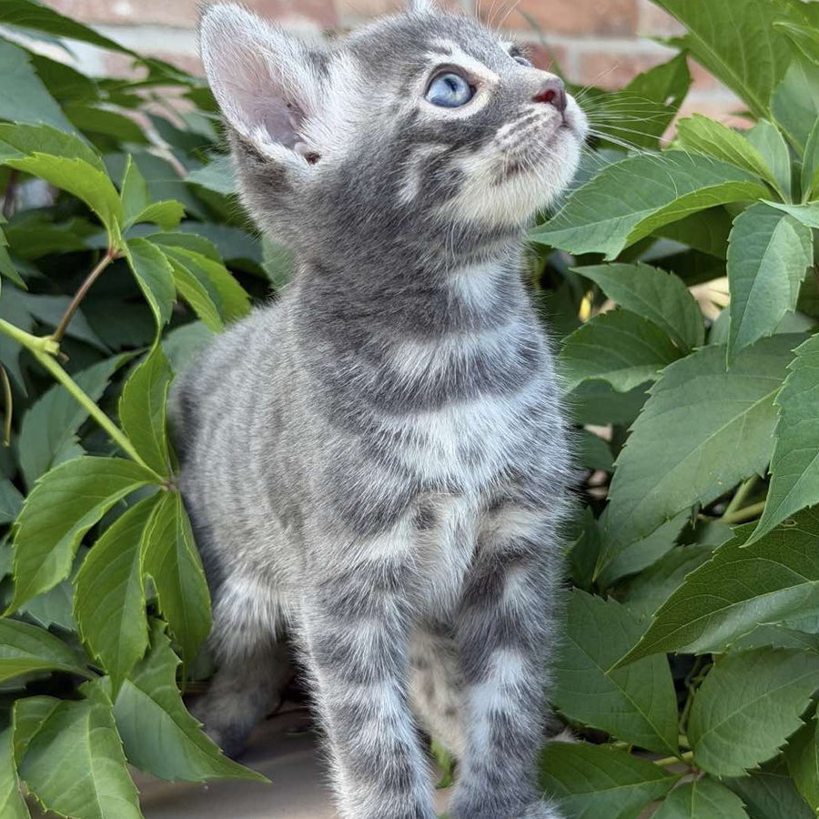 Cherruti Bengal male, blue silver spotted tabby