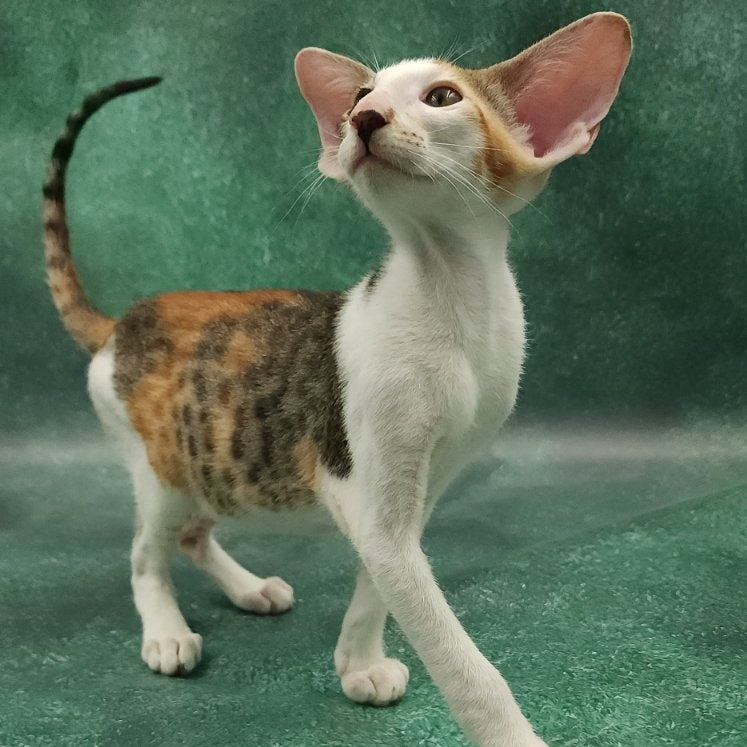 Zеndaya Oriental Shorthair female, black tortie spotted tabby harlequin