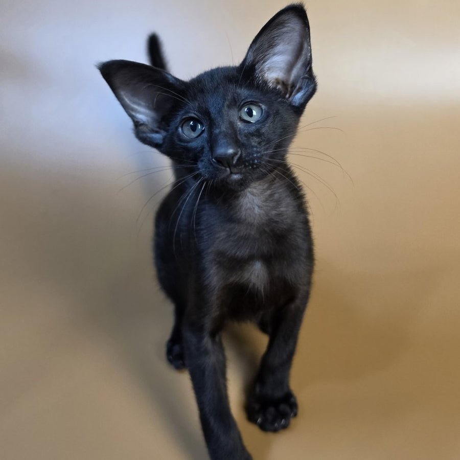 Arya Oriental Shorthair female, black