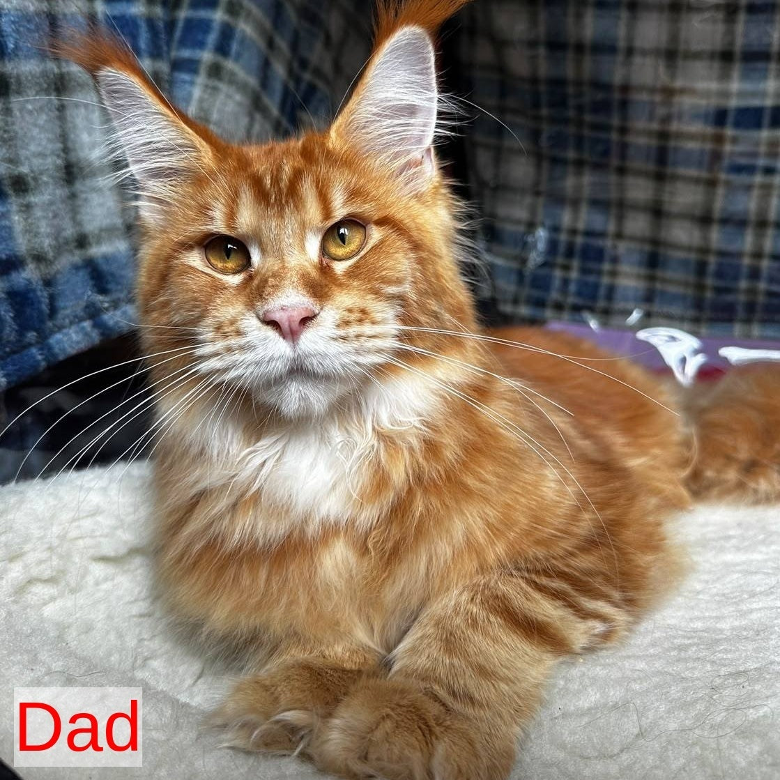 Aziza Maine Coon female, red tabby