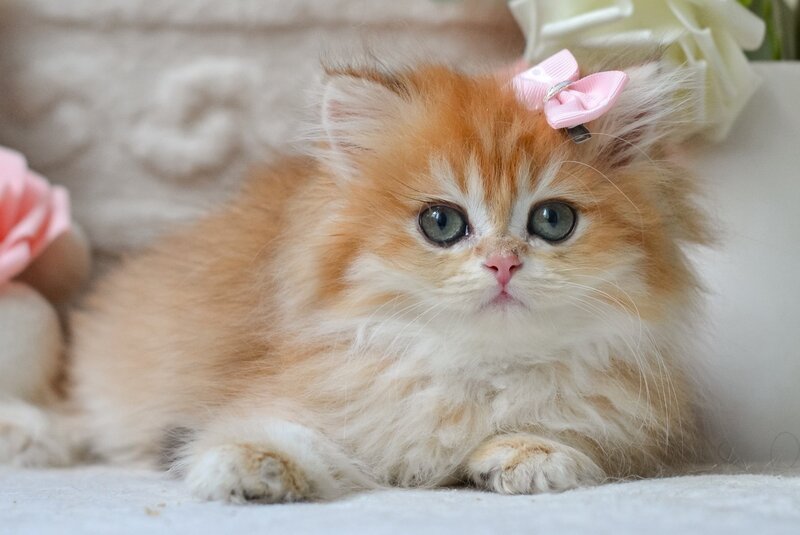 Emma British Longhair female, black golden shaded