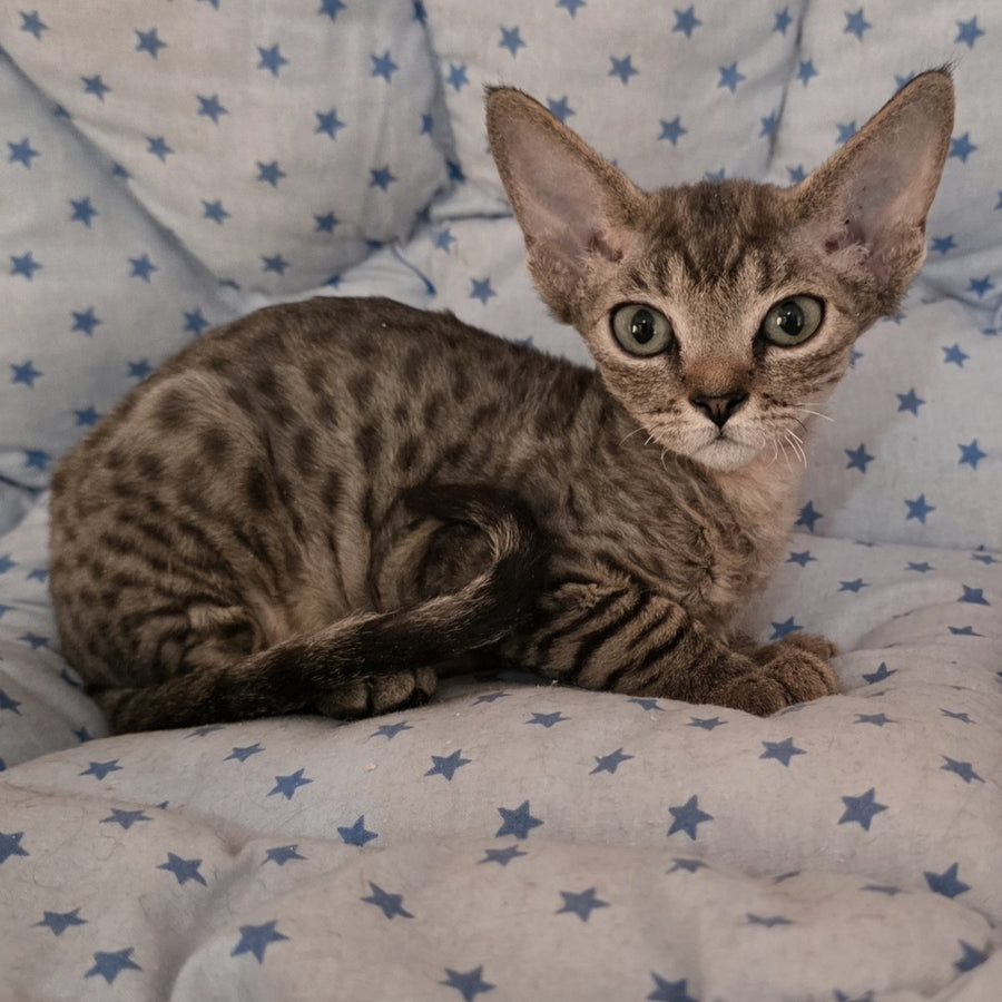 Aisha Devon Rex female, black tabby