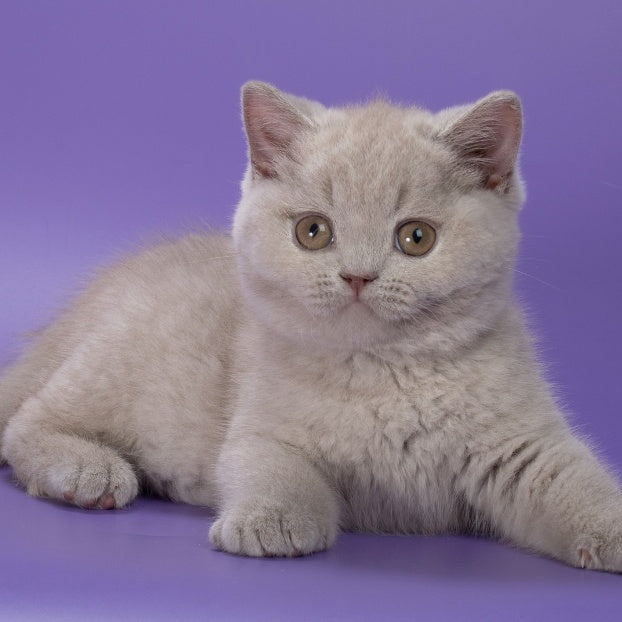Nimbus British Shorthair male, lilac