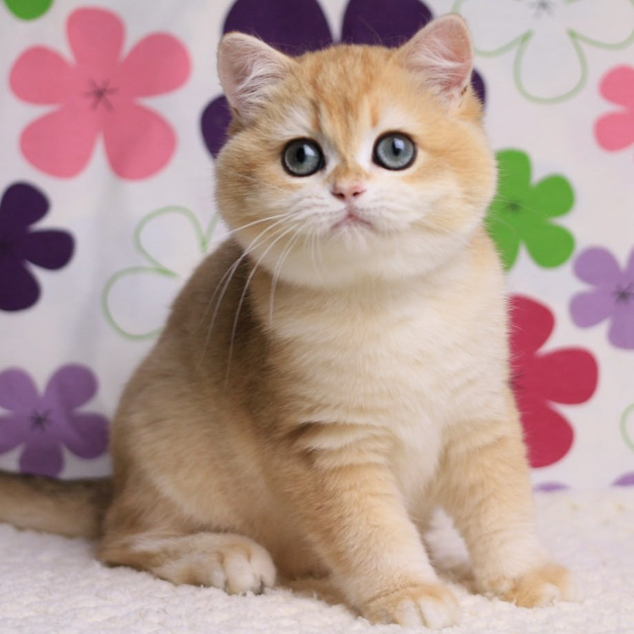 Percy British Shorthair male, black golden chinchilla