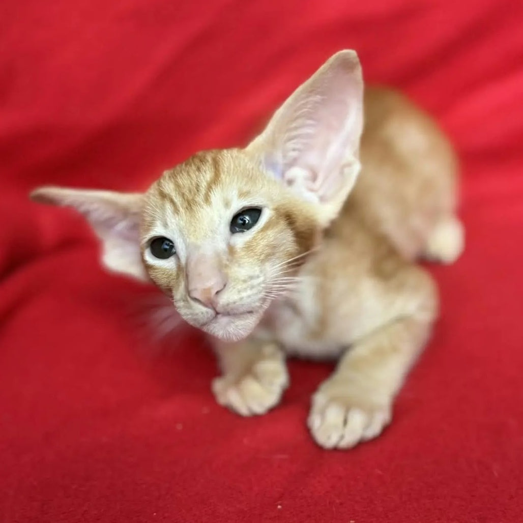 Zlatan Oriental Shorthair male, red spotted tabby