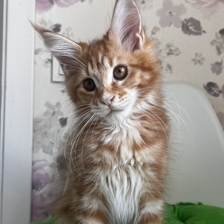 Sparky Maine Coon male, red tabby