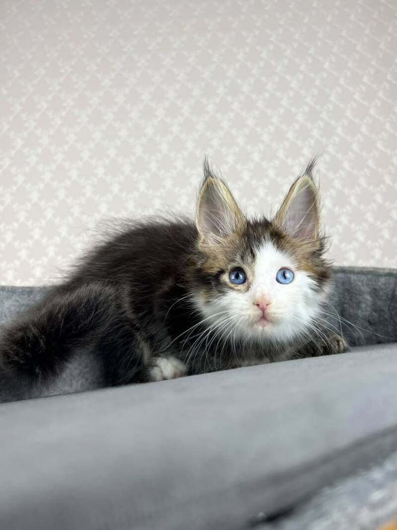Penelope Maine Coon female, black tabby with white