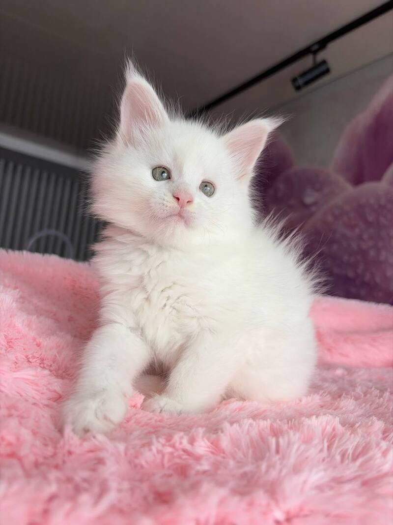 White Angel Maine Coon male white - live animals