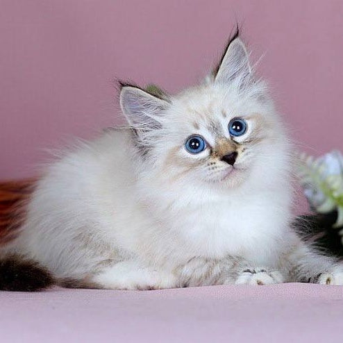 Jackson Siberian male, black with white tabby pointed
