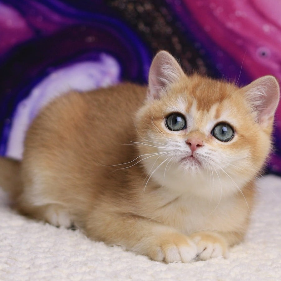Unicum British Shorthair male, black golden chinchilla