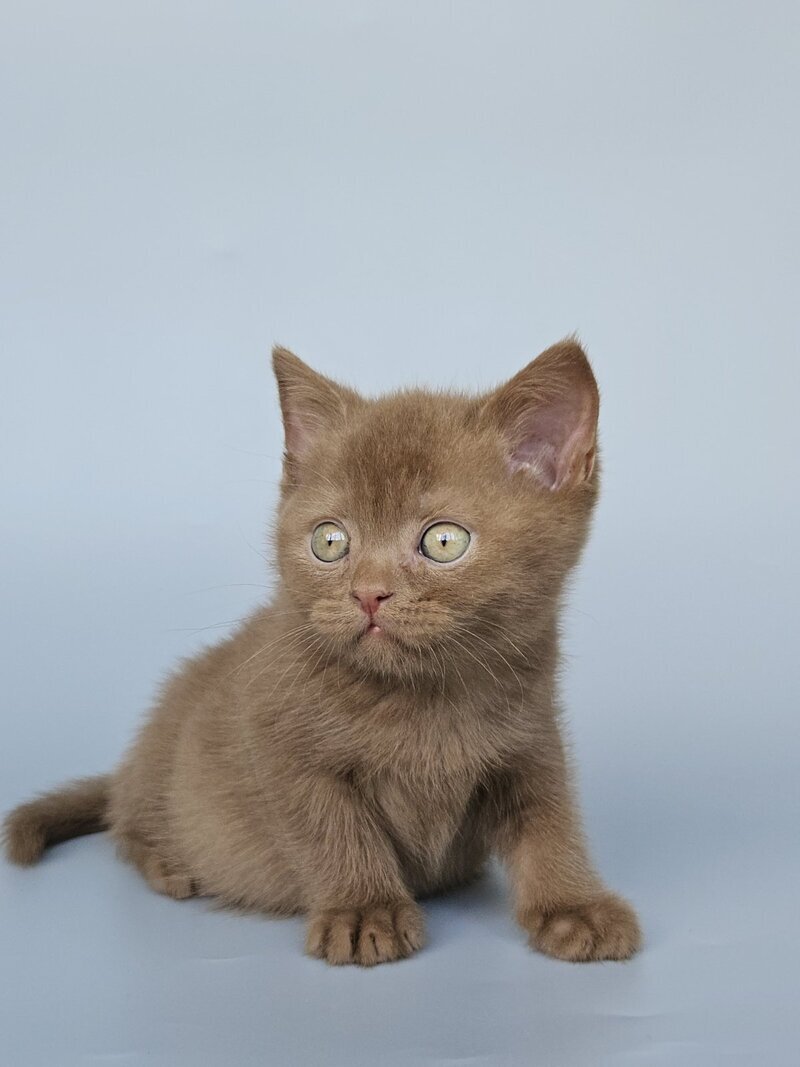 Atlas British Shorthair male, cinnamon