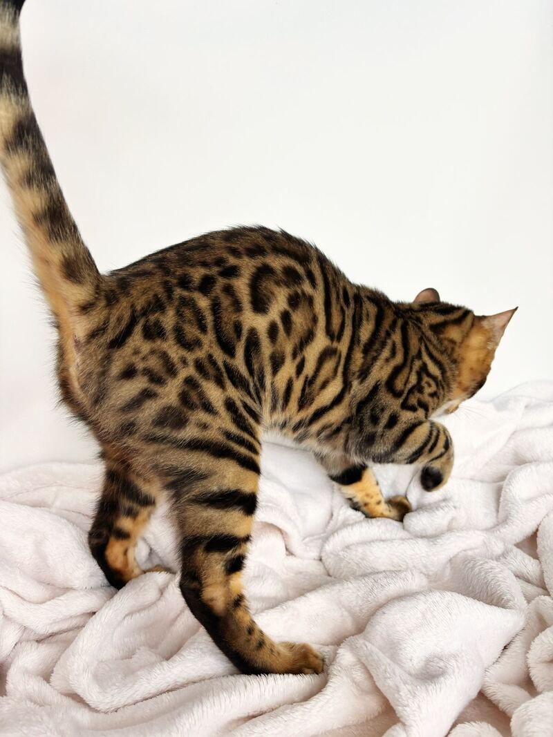 Lily Bengal female black spotted tabby - live animals