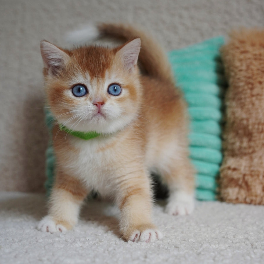 Teddy British Shorthair male, chocolate golden chinchilla with white