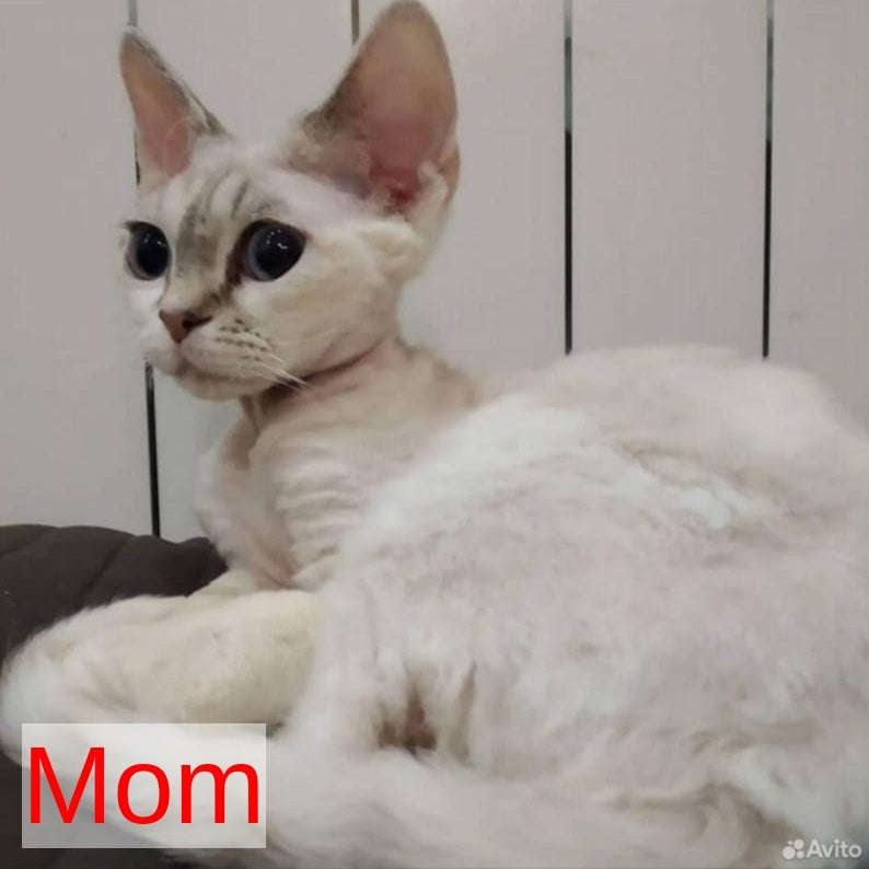 Pixi Devon Rex male, white