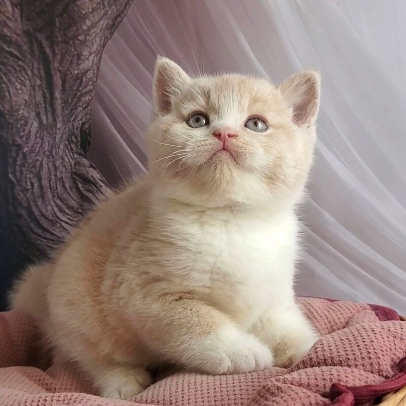 Uno British Shorthair male cream bicolour - live animals