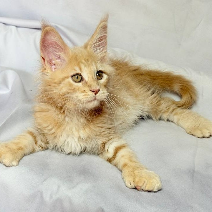 Lyndon Maine Coon polydactyl 5x5x6x6 male, cream silver tabby