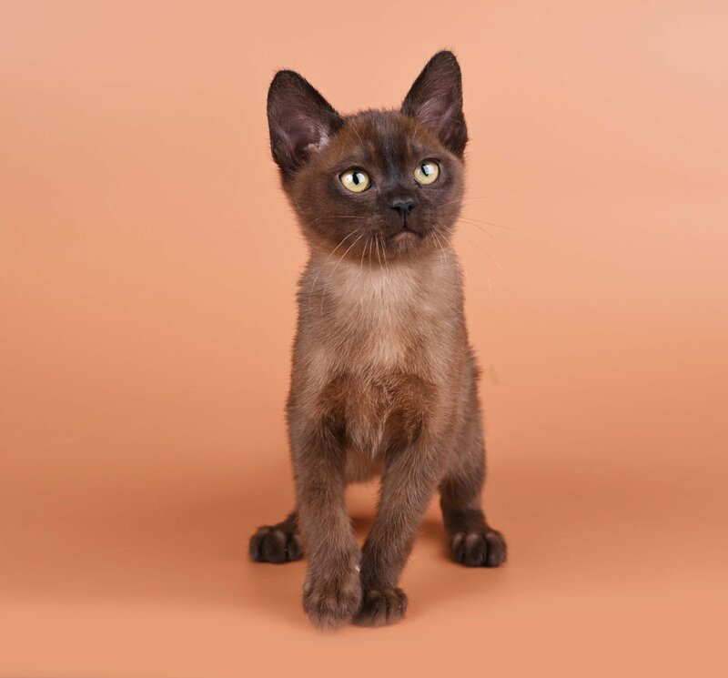 Zakhar Burmese male black - live animals