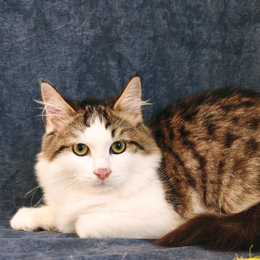 Puchlik Siberian male, red bicolour spotted tabby