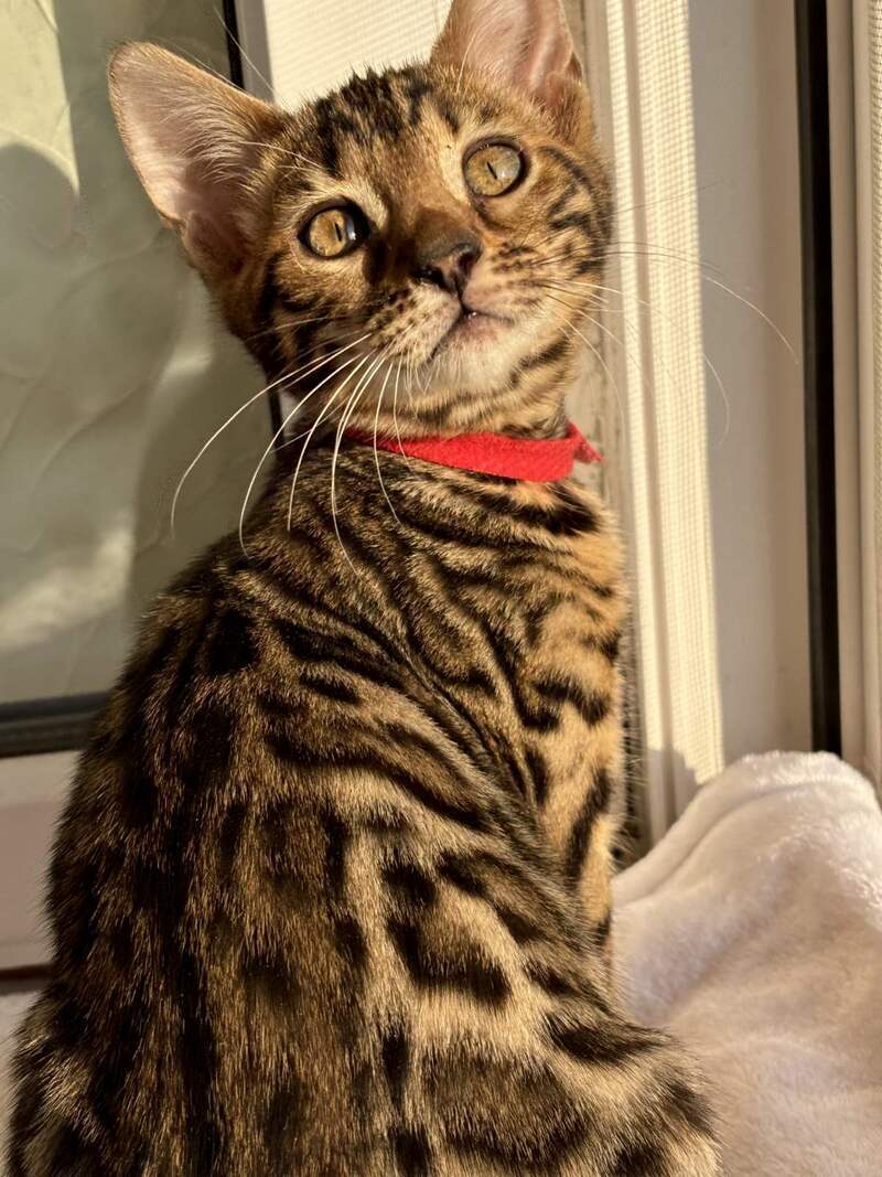 Lily Bengal female black spotted tabby - live animals