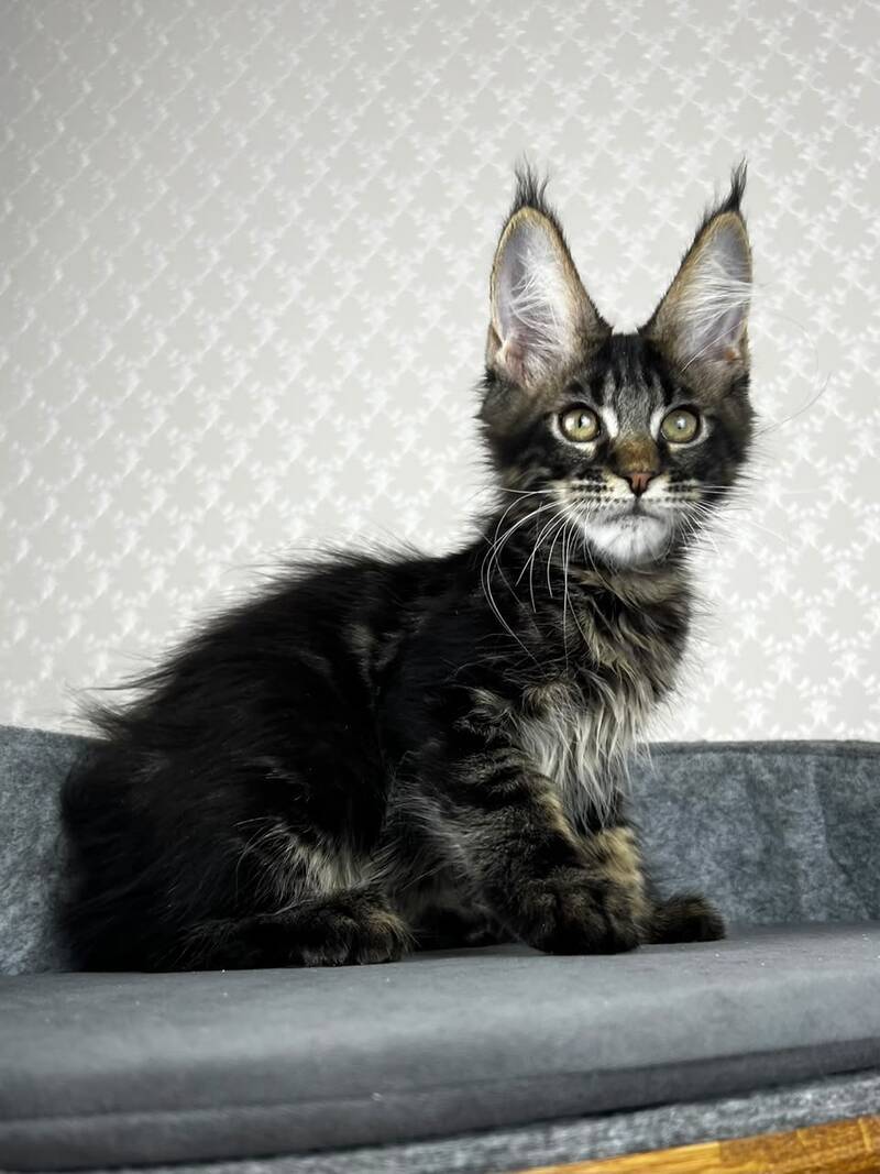 Necko Maine Coon male, black tabby