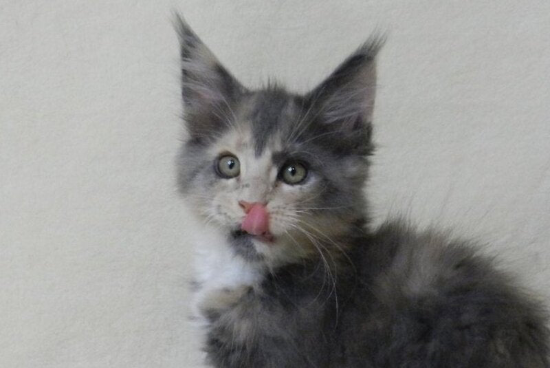 Elina Maine Coon female blue tortie bicolour live animals