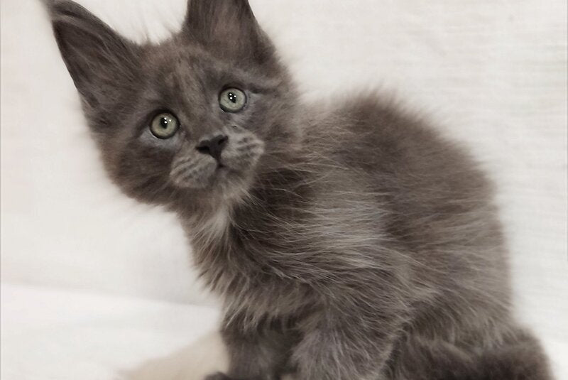 Drhonik Maine Coon male, blue silver with white