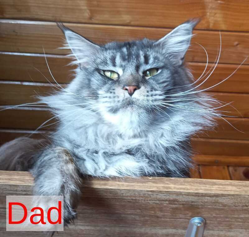 Jasper Maine Coon male, black silver tabby